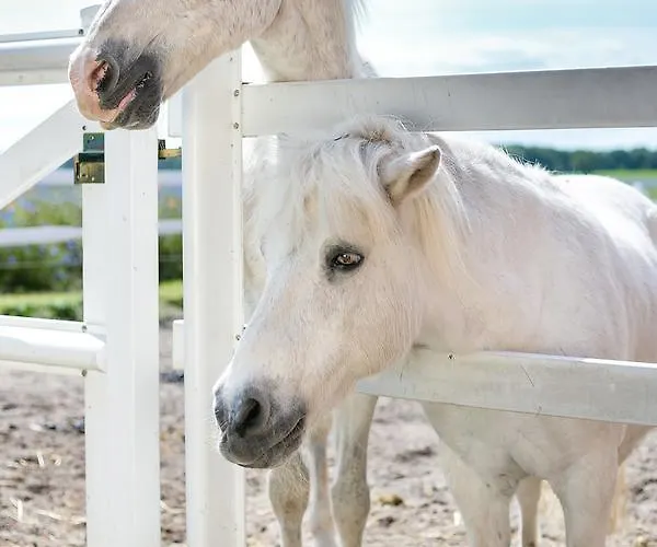 H.w.s. Der Wilde Schwan 3*